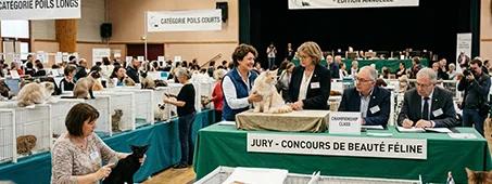 creating videos of dogs and cats from photos and videos to tell memories and life moments